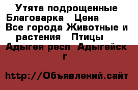 Утята подрощенные Благоварка › Цена ­ 100 - Все города Животные и растения » Птицы   . Адыгея респ.,Адыгейск г.